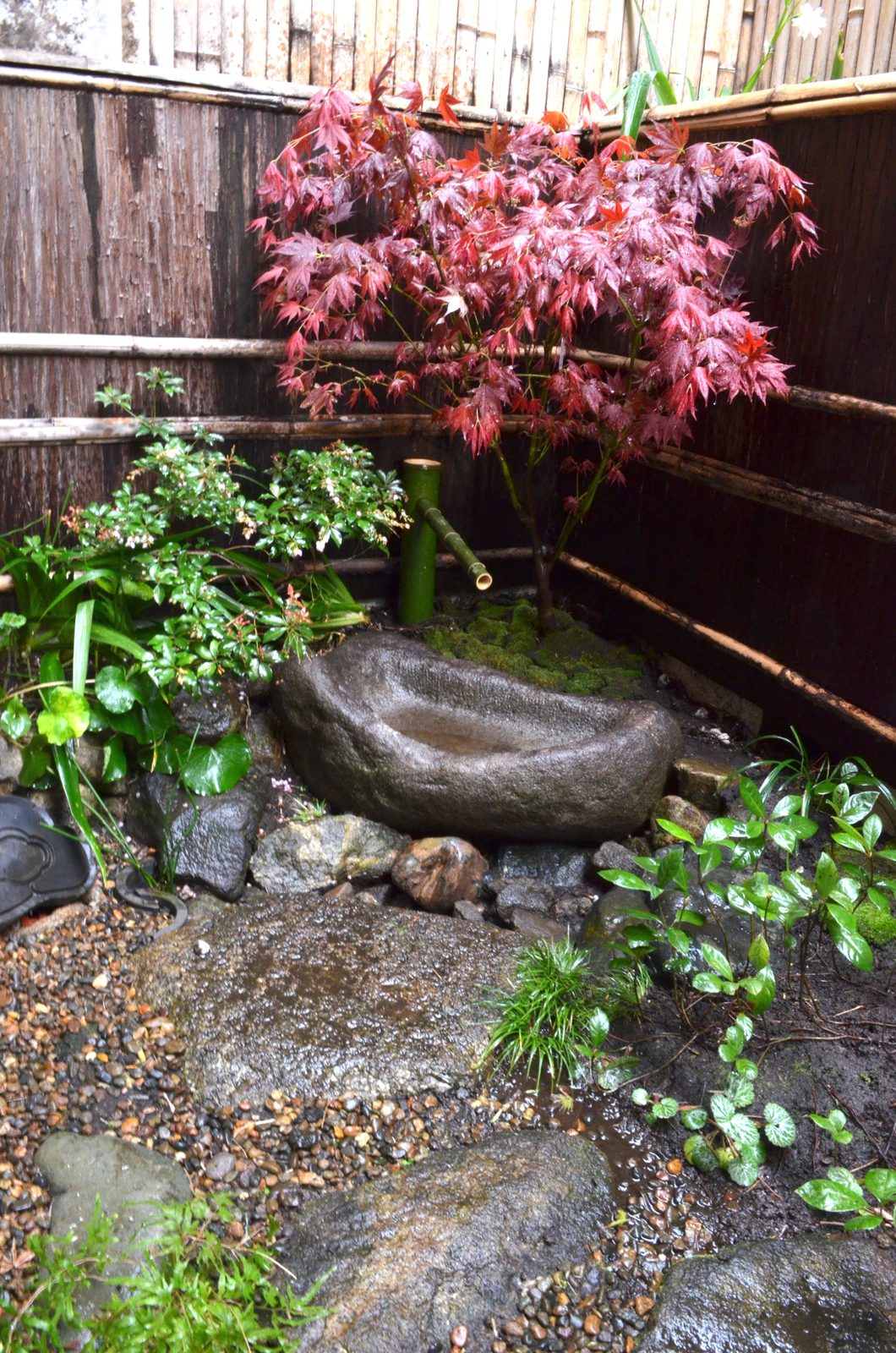 世田谷区の個人邸の茶庭。赤いモミジと苔、筧のある小さな庭