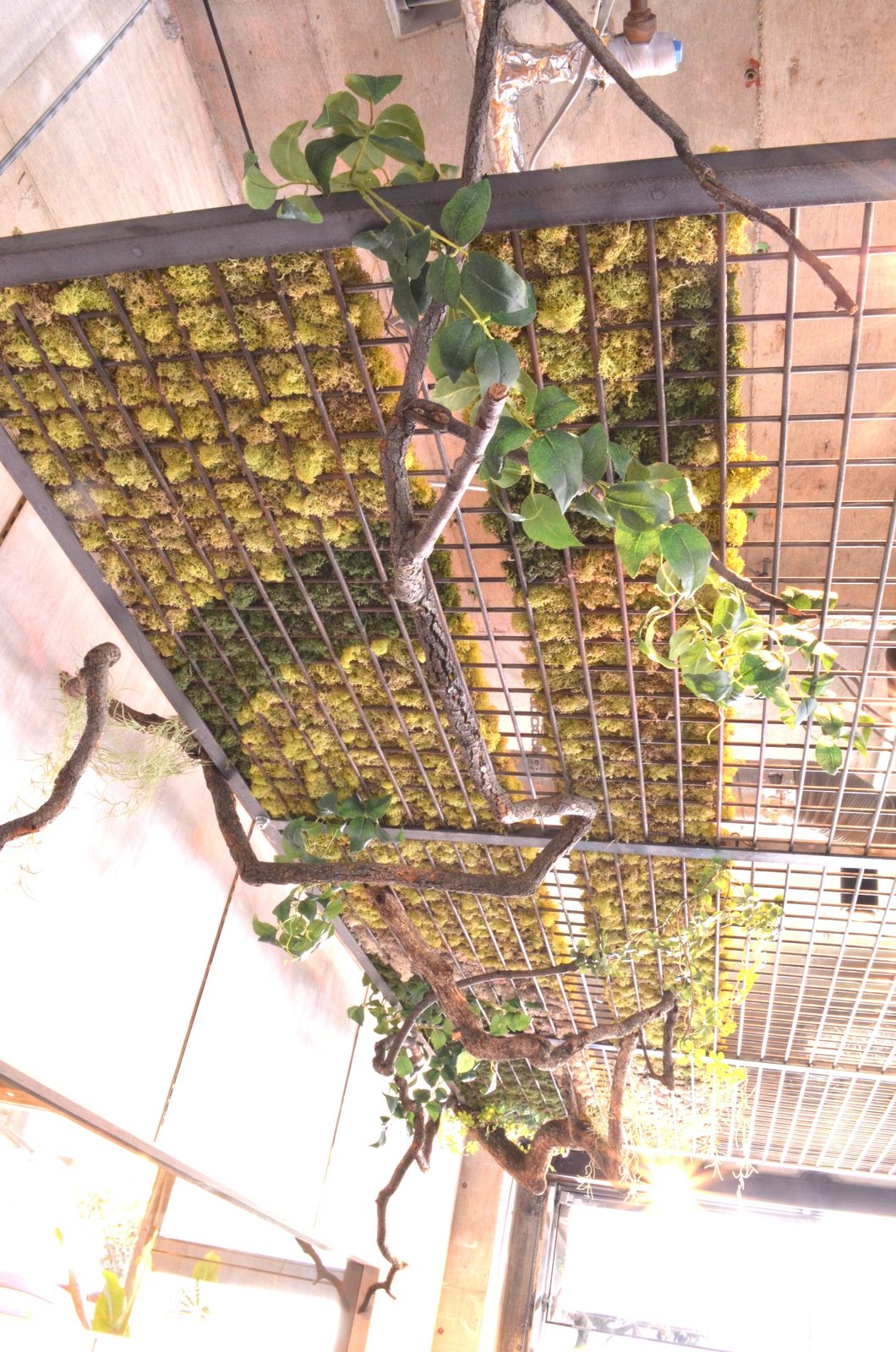 天井の網に植物を這わせた植栽